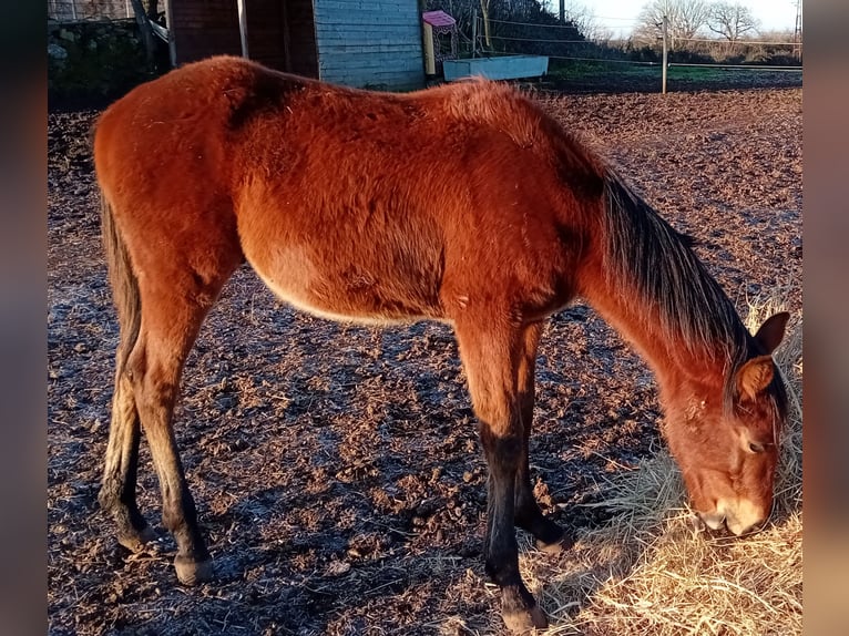 Anglo-Arab Stallion 1 year Brown in Bonorva