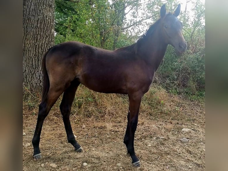 Anglo-Arab Stallion 1 year Brown in Montsales