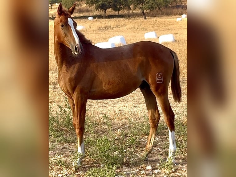 Anglo-Arab Stallion 1 year Chestnut-Red in Bienvenida Anglo-Arab Stallion 1 year Chestnut-Red in Bienvenida