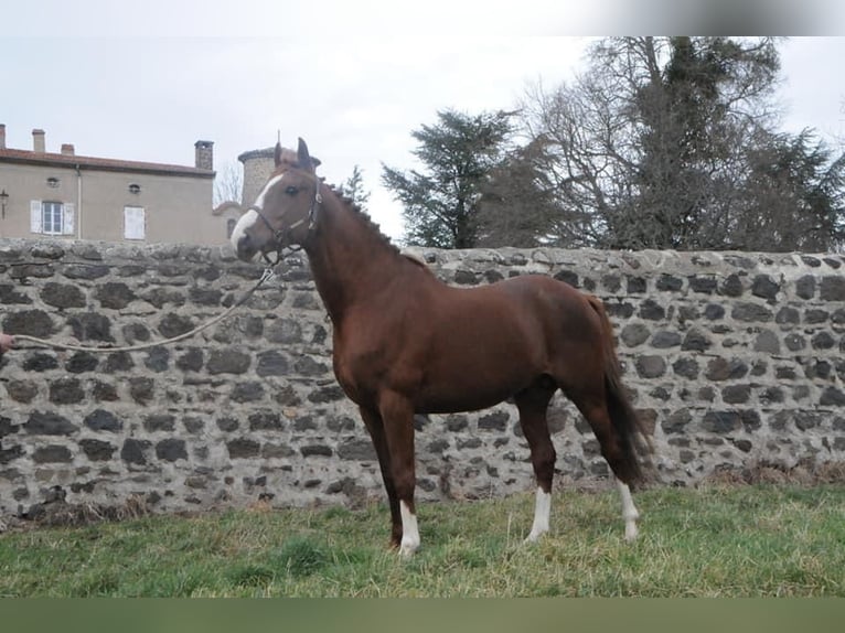 Anglo-Arab Stallion 1 year in Aydat