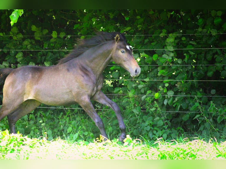 Anglo-Arab Stallion 1 year Gray in Wapse