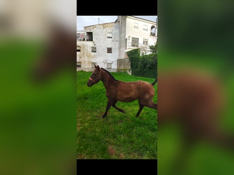 Anglo-Arab Stallion 1 year Gray in Cortegana