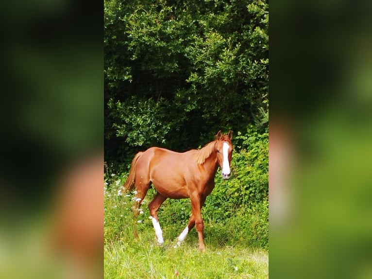 Anglo-Arab Stallion 1 year Sorrel in Placente (Santo Estevo De Sedes-Naron)