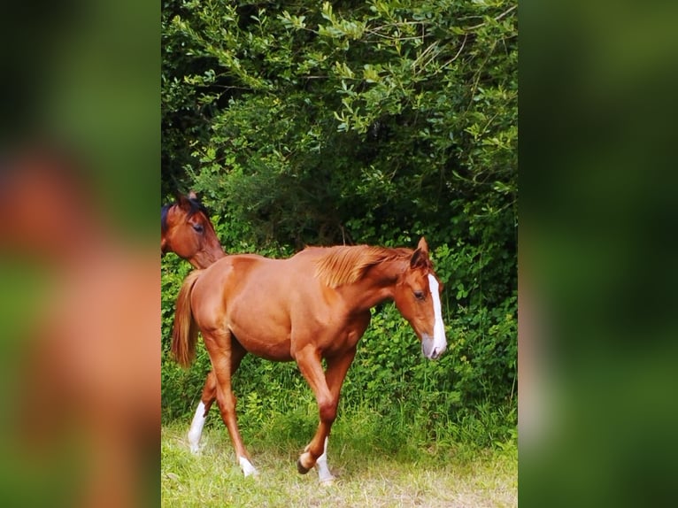 Anglo-Arab Stallion 1 year Sorrel in Placente (Santo Estevo De Sedes-Naron)