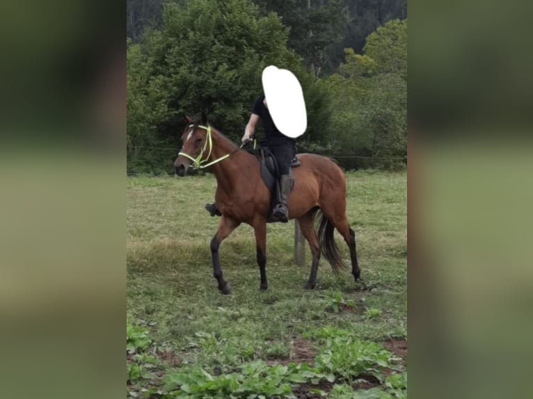 Anglo-Arab Stallion 2 years 14,2 hh in Rodeiro (San Vicente)