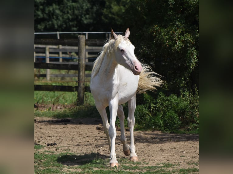 Anglo-Arab Stallion 2 years 15,2 hh in Sainte-Gauburge-Sainte-Colombe