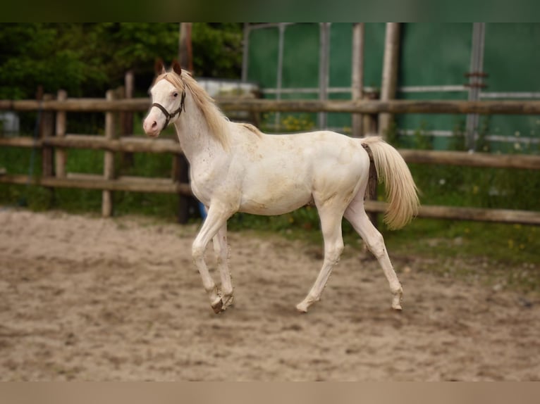 Anglo-Arab Stallion 2 years 15,2 hh in Sainte-Gauburge-Sainte-Colombe