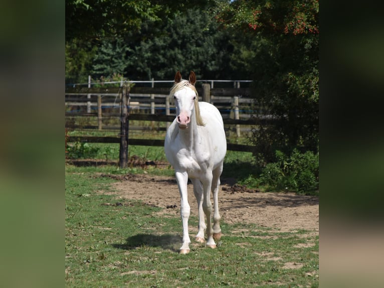 Anglo-Arab Stallion 2 years 15,2 hh in Sainte-Gauburge-Sainte-Colombe