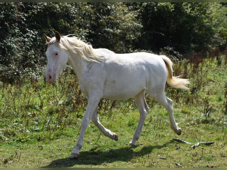 Anglo-Arab Stallion 2 years 15,2 hh in Sainte-Gauburge-Sainte-Colombe