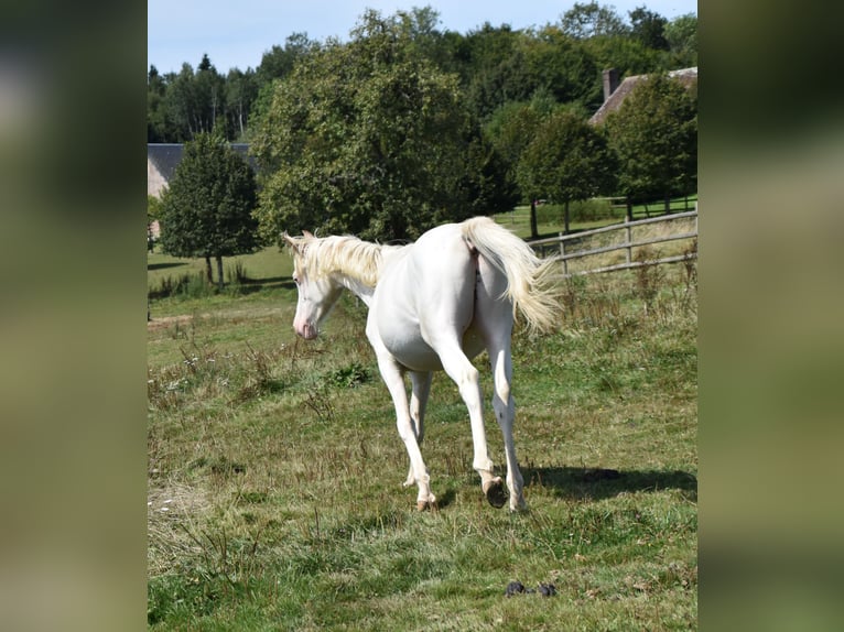 Anglo-Arab Stallion 2 years 15,2 hh in Sainte-Gauburge-Sainte-Colombe