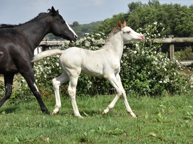 Anglo-Arab Stallion 2 years 15,2 hh in Sainte-Gauburge-Sainte-Colombe