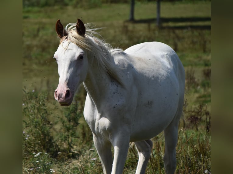 Anglo-Arab Stallion 2 years 15,2 hh in Sainte-Gauburge-Sainte-Colombe