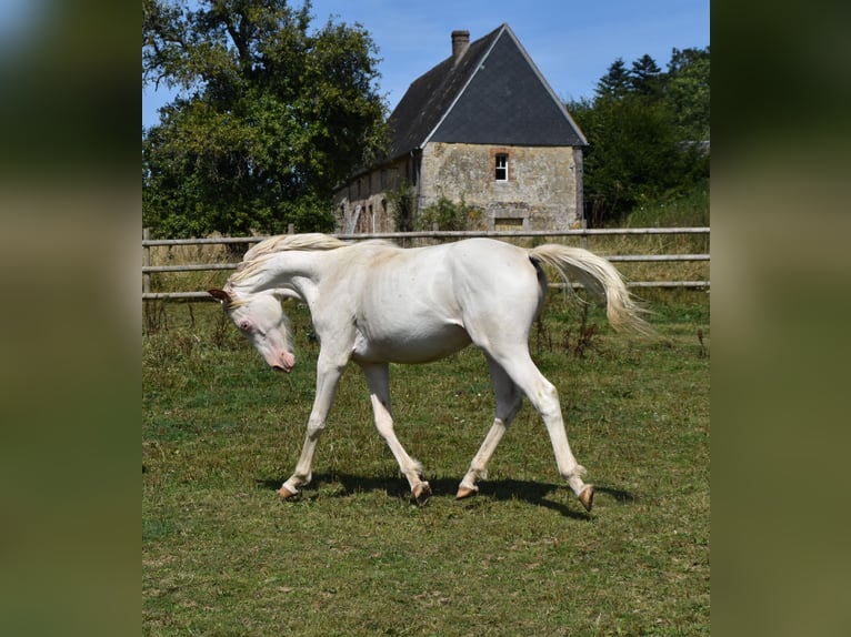 Anglo-Arab Stallion 2 years 15,2 hh in Sainte-Gauburge-Sainte-Colombe