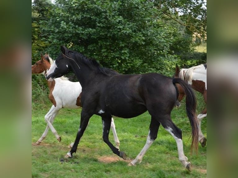 Anglo-Arab Stallion 2 years 15,2 hh in Sainte-Gauburge-Sainte-Colombe