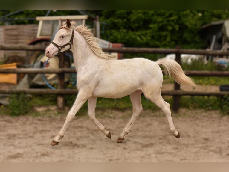 Anglo-Arab Stallion 2 years 15,2 hh in Sainte-Gauburge-Sainte-Colombe