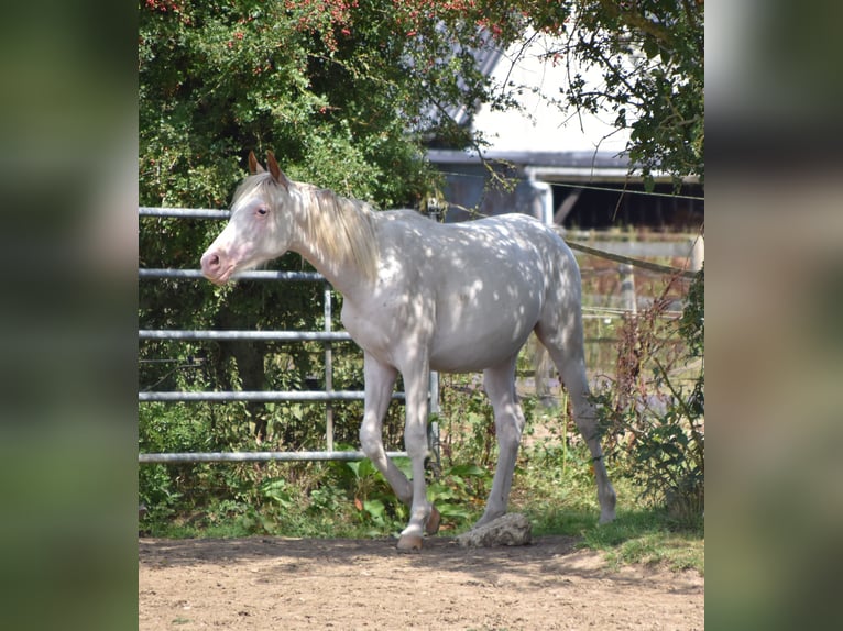 Anglo-Arab Stallion 2 years 15,2 hh in Sainte-Gauburge-Sainte-Colombe