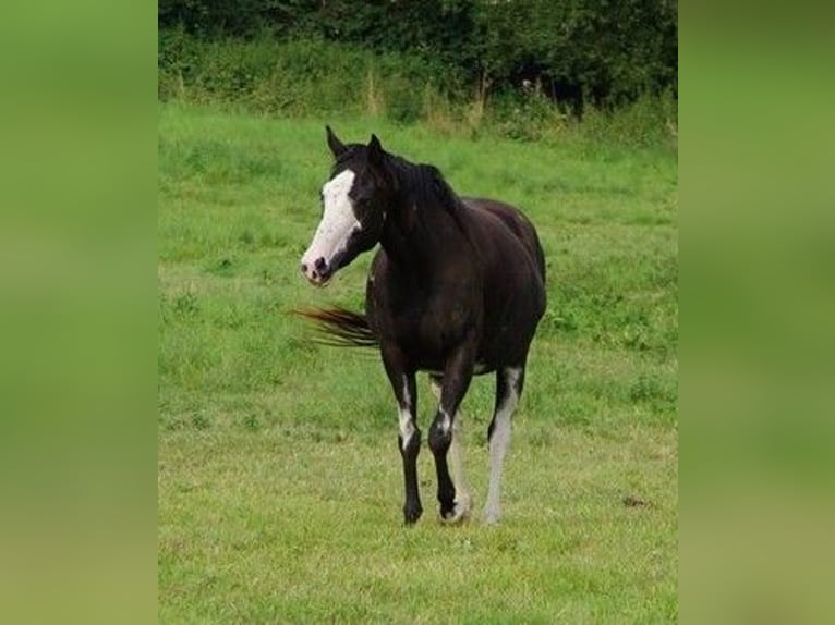 Anglo-Arab Stallion 2 years 15,2 hh in Sainte-Gauburge-Sainte-Colombe