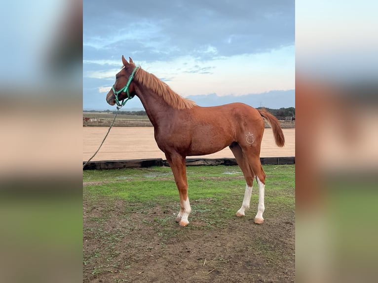 Anglo-Arab Stallion 2 years 15,1 hh Chestnut-Red in Aznalcollar