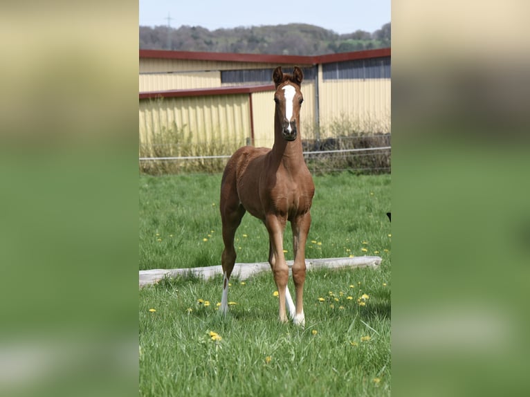 Anglo-Arab Stallion 2 years 16,2 hh Chestnut-Red in Kalbach