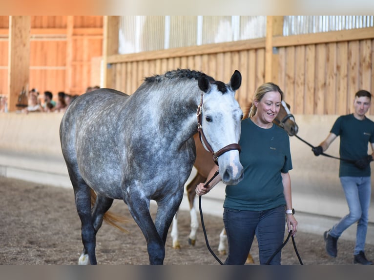 Anglo-Arab Stallion 2 years 16,2 hh Chestnut-Red in Kalbach