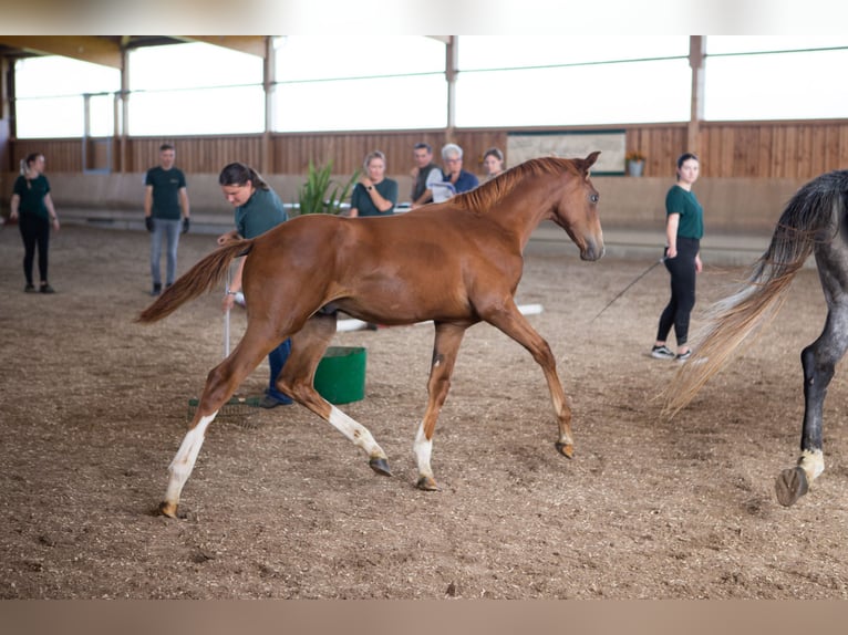 Anglo-Arab Stallion 2 years 16,2 hh Chestnut-Red in Kalbach