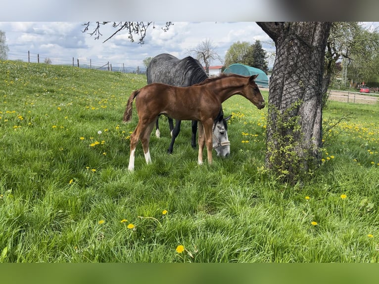 Anglo-Arab Stallion 2 years 16,2 hh Chestnut-Red in Kalbach