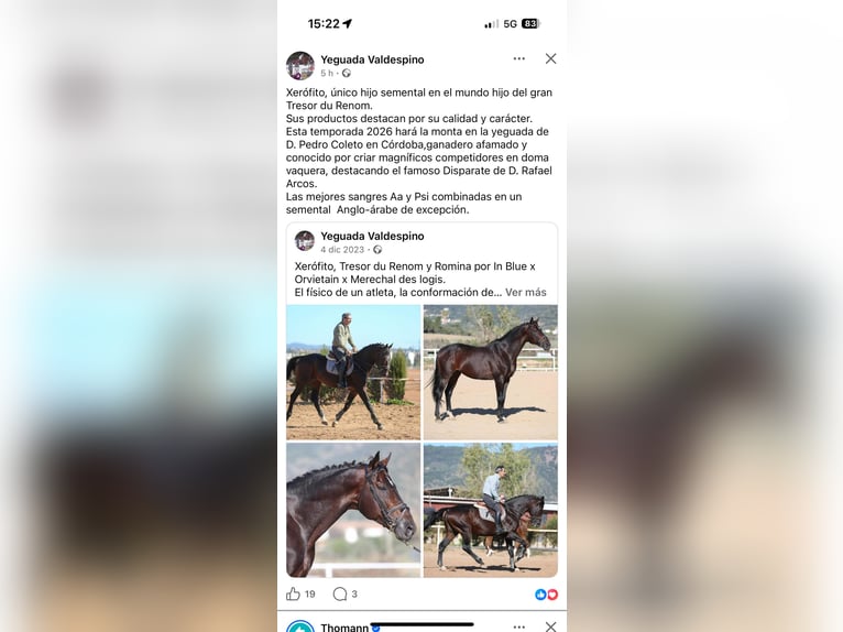 Anglo-Arab Stallion 2 years 16,1 hh Bay-Dark in Pago Del HumO