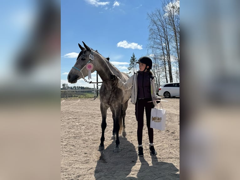 Anglo-Arab Stallion 2 years Gray in Kurista