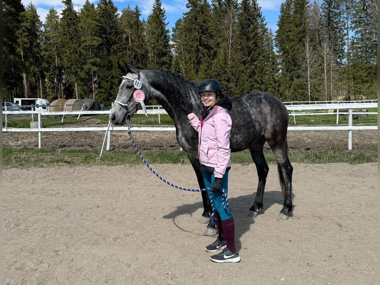 Anglo-Arab Stallion 2 years Gray in Kurista