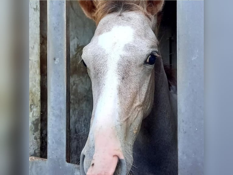 Anglo-Arab Stallion 2 years Gray in Barberino di Mugello