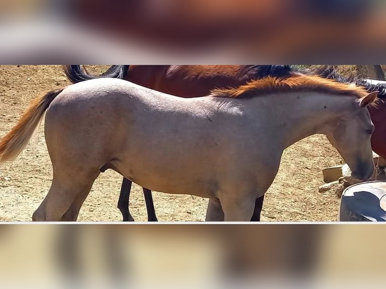 Anglo-Arab Stallion 2 years Gray in Barberino di Mugello