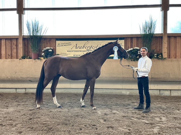 Anglo-Arab Stallion 3 years 16.2 hh Chestnut-Red in Kalbach