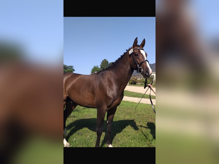 Anglo-Arab Stallion 3 years 16 hh Brown in LE VILHAIN