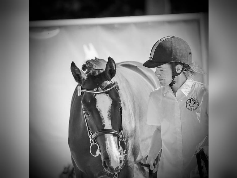 Anglo-Arab Stallion 3 years 16 hh Brown in LE VILHAIN