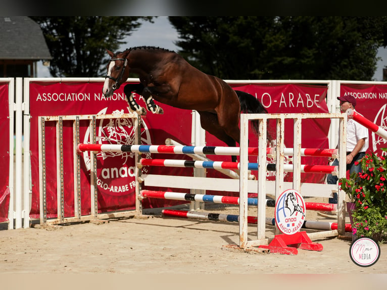 Anglo-Arab Stallion 3 years 16 hh Brown in LE VILHAIN