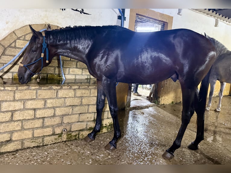 Anglo-Arab Stallion 3 years 16,1 hh Bay-Dark in Pago Del HumO