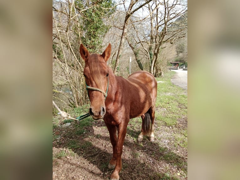 Anglo-Arab Mix Stallion 4 years 14,1 hh Chestnut-Red in Arenas de Cabrales