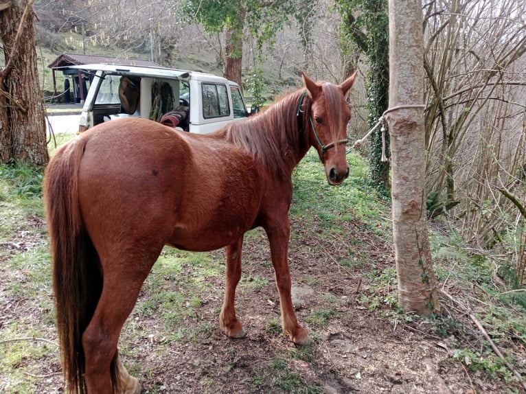 Anglo-Arab Mix Stallion 4 years 14,1 hh Chestnut-Red in Arenas de Cabrales