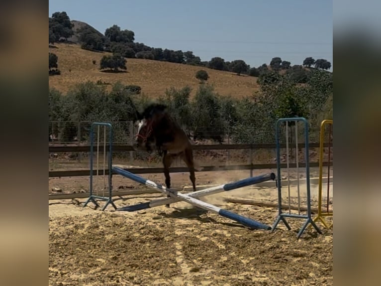 Anglo-Arab Stallion 4 years 15.2 hh Grey-Dark-Tan in Linaresnares
