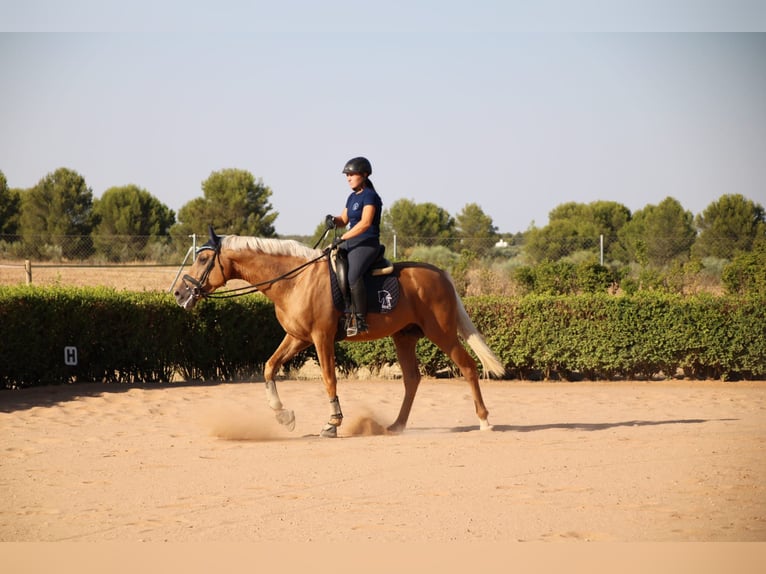 Anglo-Arab Stallion 4 years 16,1 hh Palomino in Valdepeñas