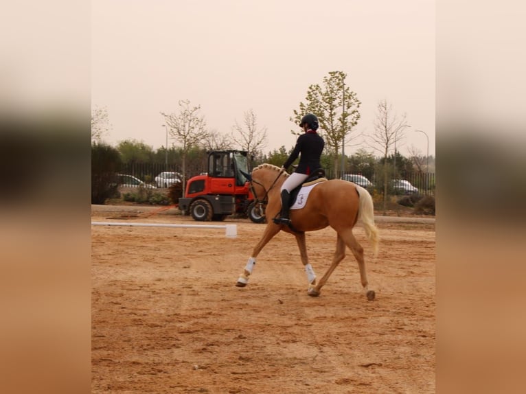 Anglo-Arab Stallion 4 years 16,1 hh Palomino in Valdepeñas