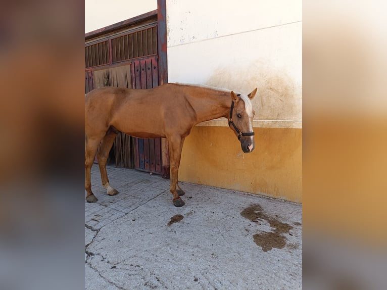 Anglo-Arab Stallion 4 years 16,1 hh Palomino in Valdepeñas