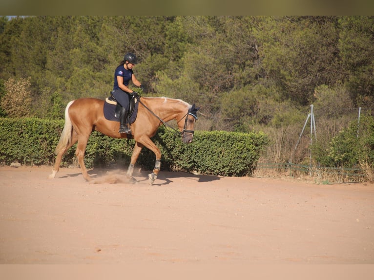 Anglo-Arab Stallion 4 years 16,1 hh Palomino in Valdepeñas