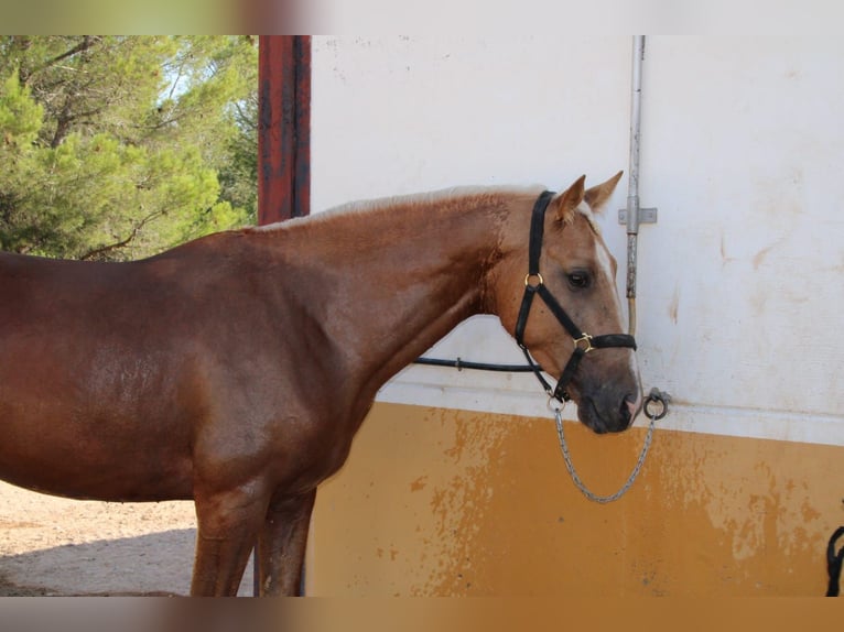 Anglo-Arab Stallion 4 years 16,1 hh Palomino in Valdepeñas