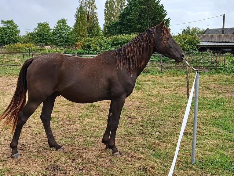 Anglo-Arab Stallion 5 years 15 hh Black in Beaumont-de-boeuf