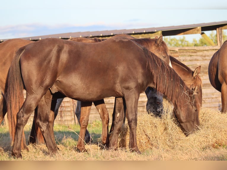 Anglo-Arab Stallion 5 years 15 hh Black in Beaumont-de-boeuf