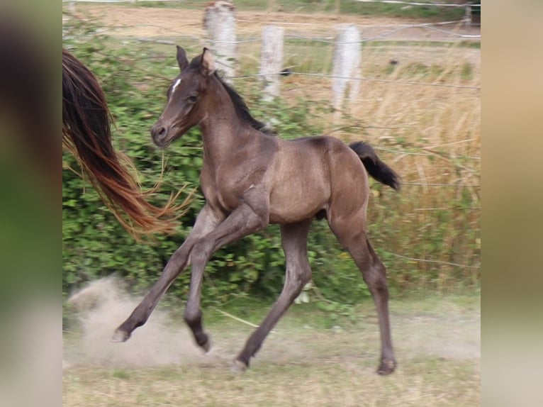 Anglo-Arab Stallion 5 years 15 hh Black in Beaumont-de-boeuf