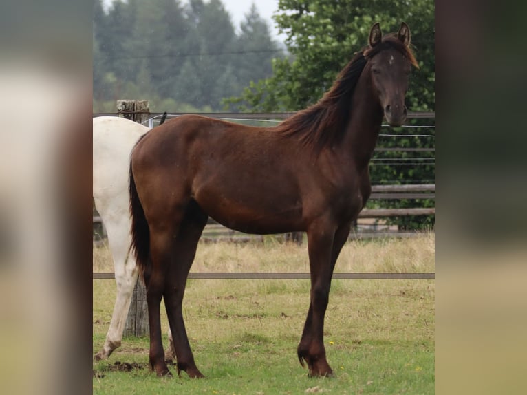 Anglo-Arab Stallion 5 years 15 hh Black in Beaumont-de-boeuf