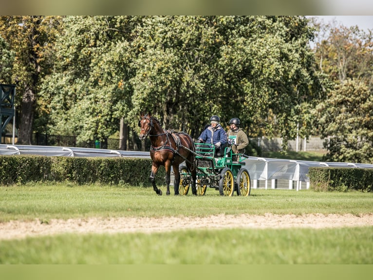 Anglo-Arab Stallion 5 years 16.1 hh Brown in Sitno