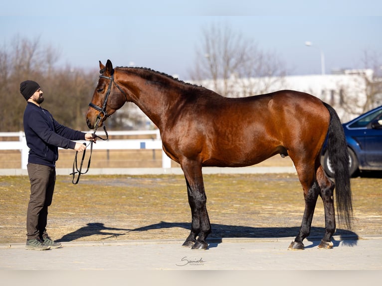 Anglo-Arab Stallion 5 years 16.1 hh Brown in Sitno